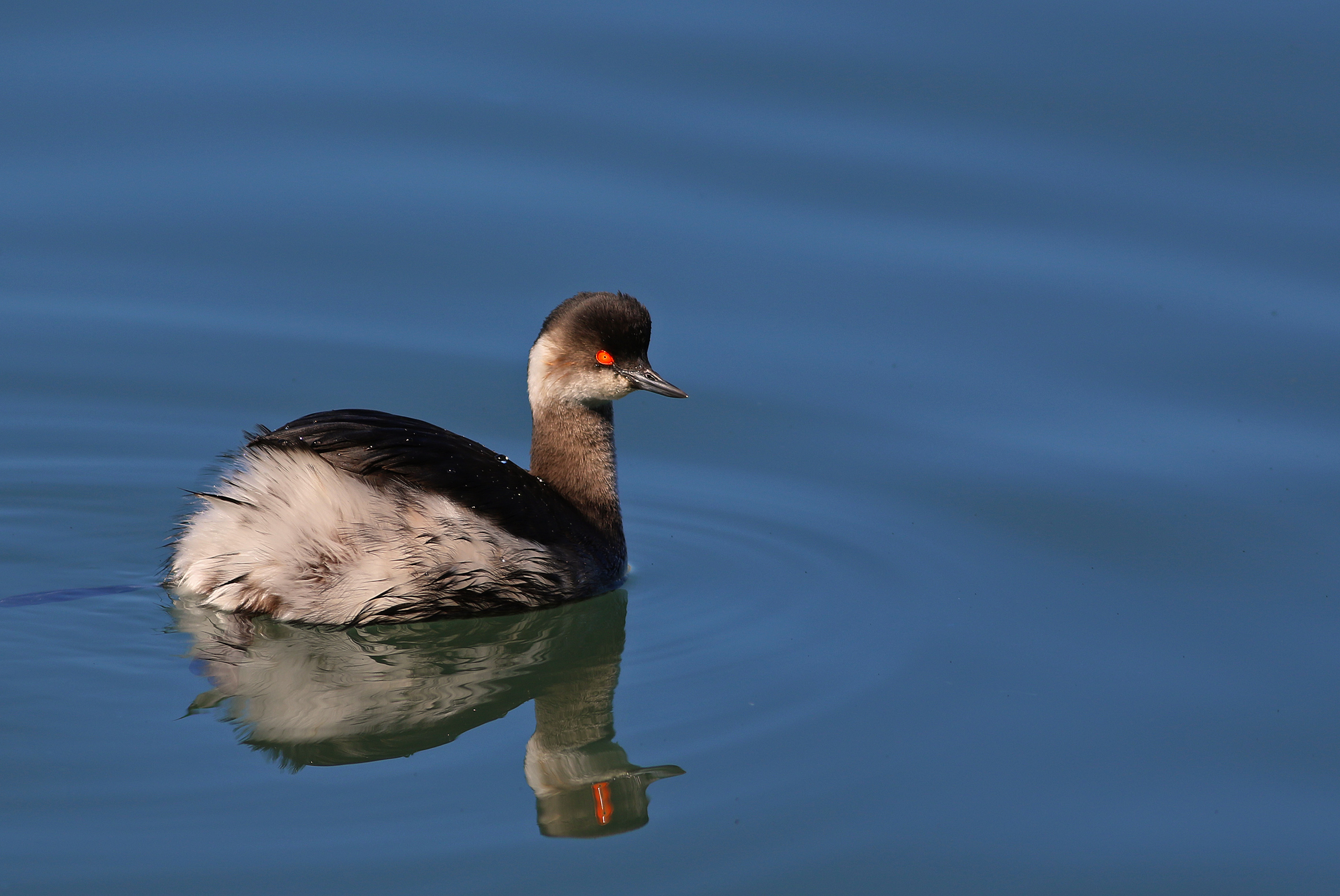 Eared Grebe